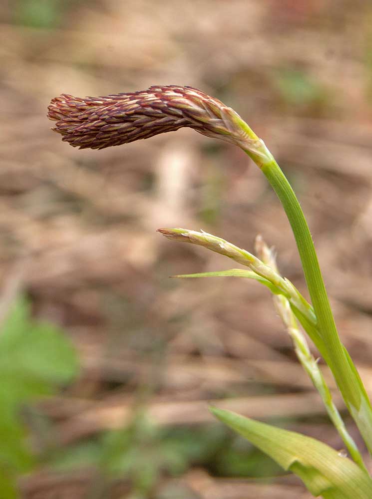Image of Carex pilosa specimen.