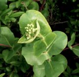 Image of taxon representative. Author is Анна Малыхина