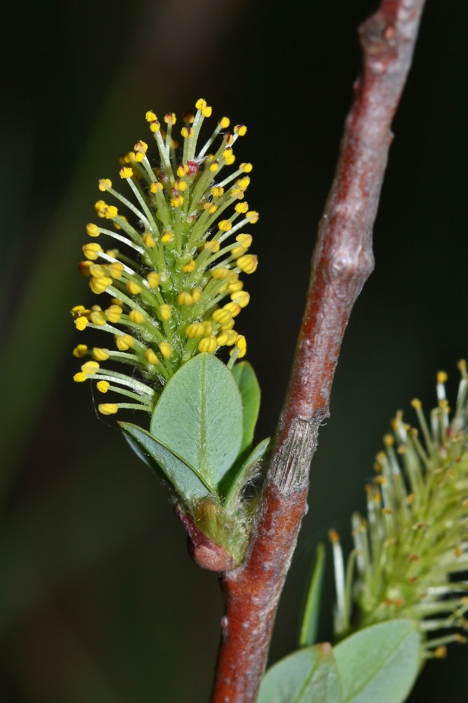 Изображение особи Salix myrtilloides.