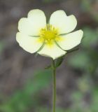 Potentilla recta