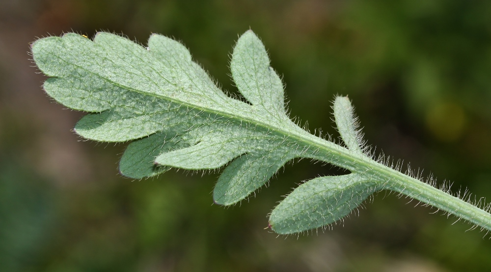 Image of Papaver sokolovskajae specimen.