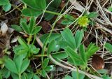 Sibbaldia procumbens