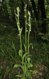 Ophrys oestrifera