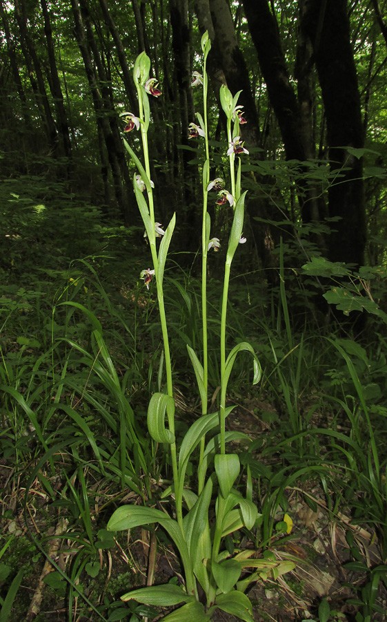 Image of Ophrys oestrifera specimen.