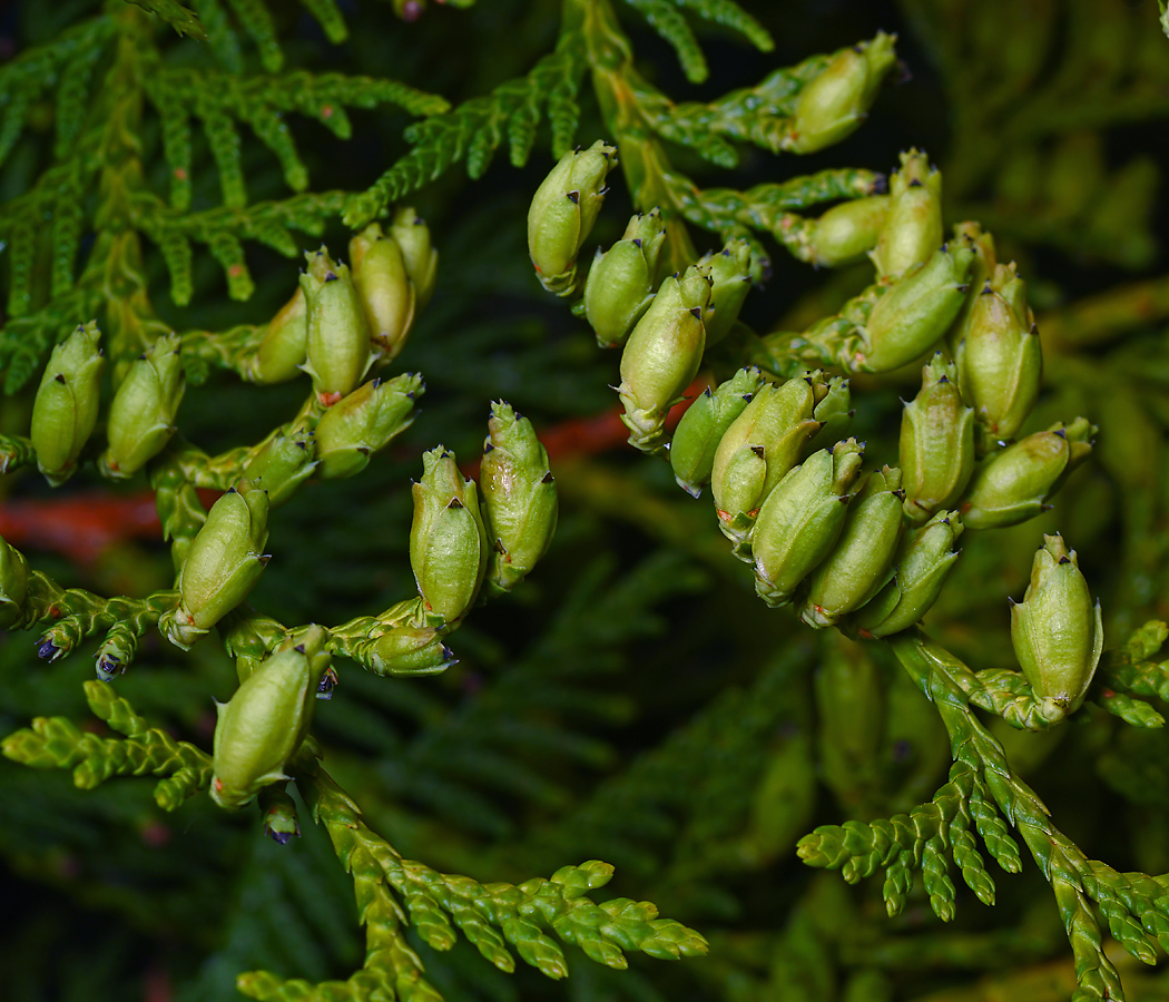 Изображение особи Thuja occidentalis.