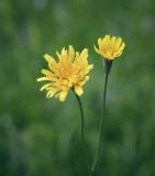 Scorzoneroides autumnalis. Верхушки побегов с соцветиями. Пермский край, г. Пермь, Кировский р-н, разреженный сосновый бор. 01.07.2017.