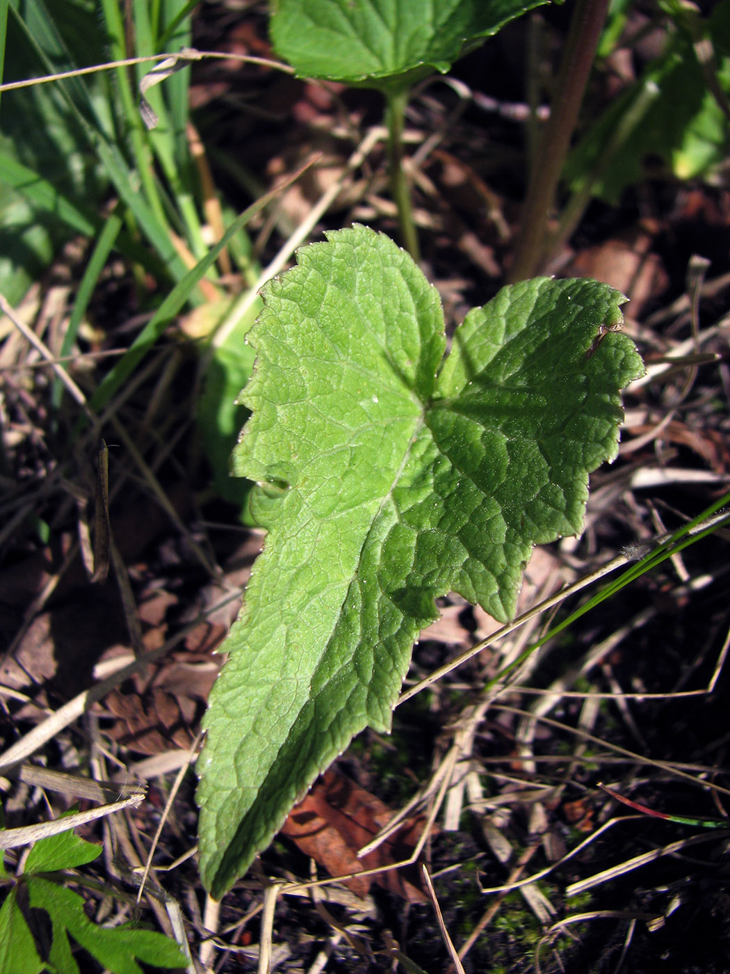 Изображение особи Phyteuma spicatum.