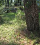 Pinus pityusa. Молодое растение. Абхазия, Гагрский р-н, г. Пицунда. 26 августа 2009 г.