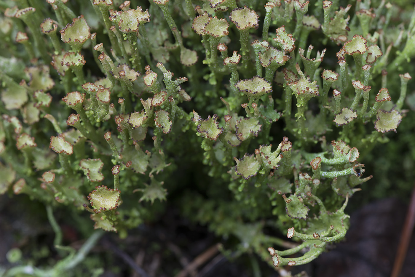 Image of Cladonia gracilis ssp. turbinata specimen.