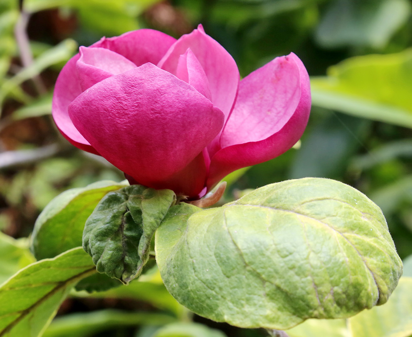 Image of Magnolia × soulangeana specimen.