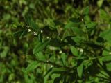 Polygonum aviculare