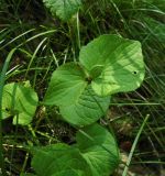 Viola mirabilis