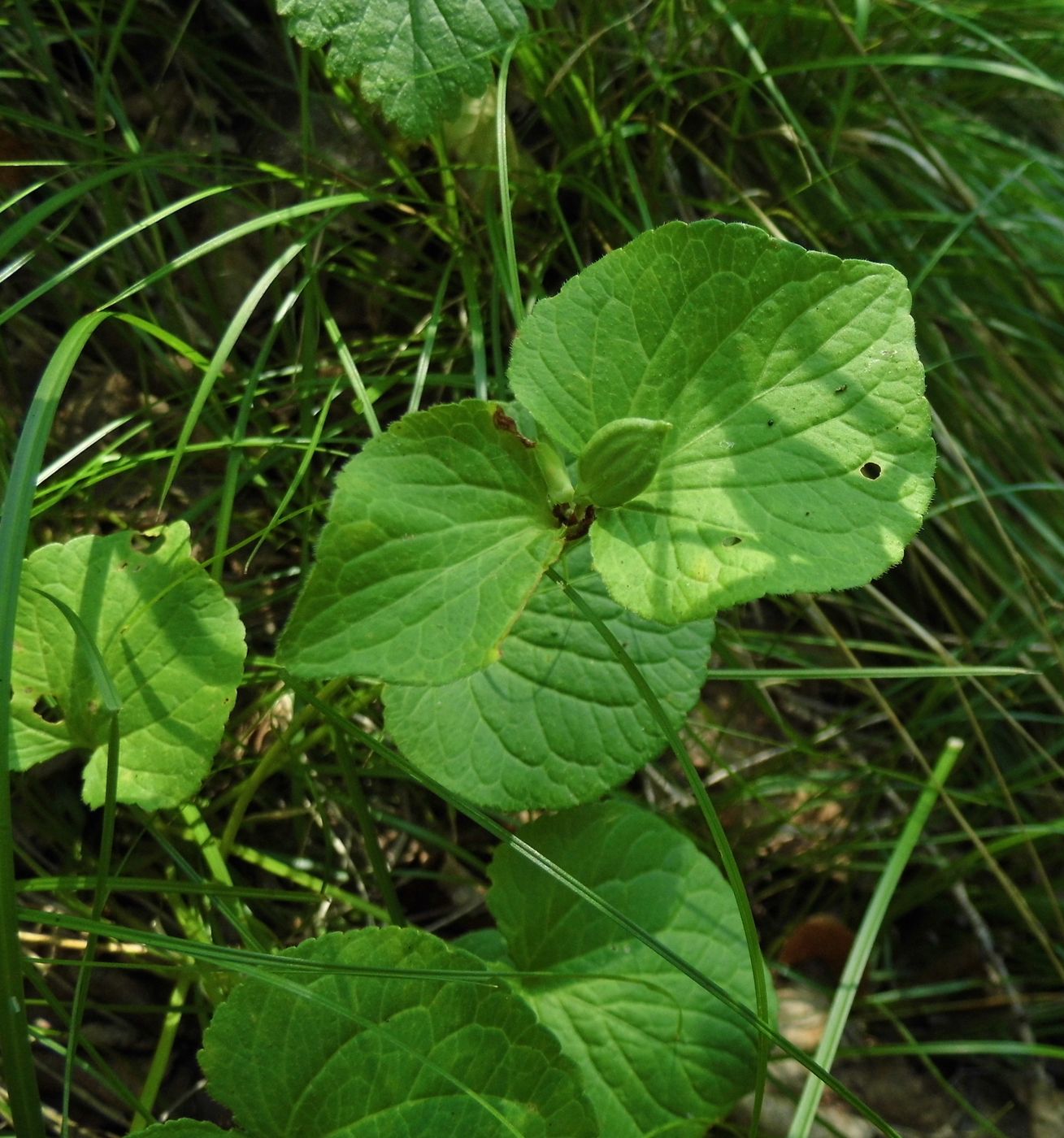 Изображение особи Viola mirabilis.