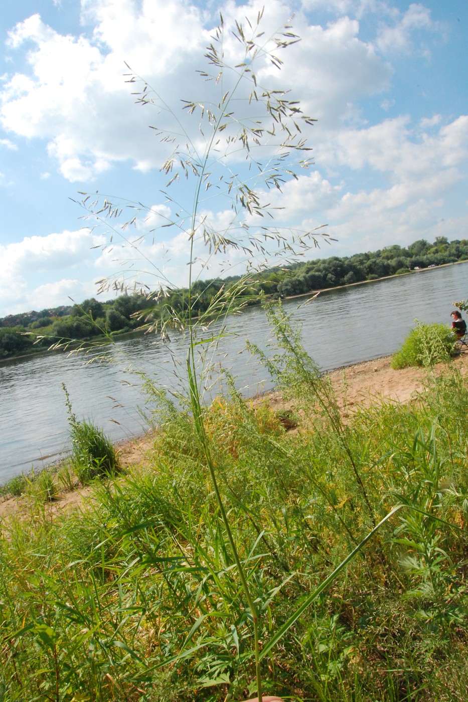 Image of genus Eragrostis specimen.