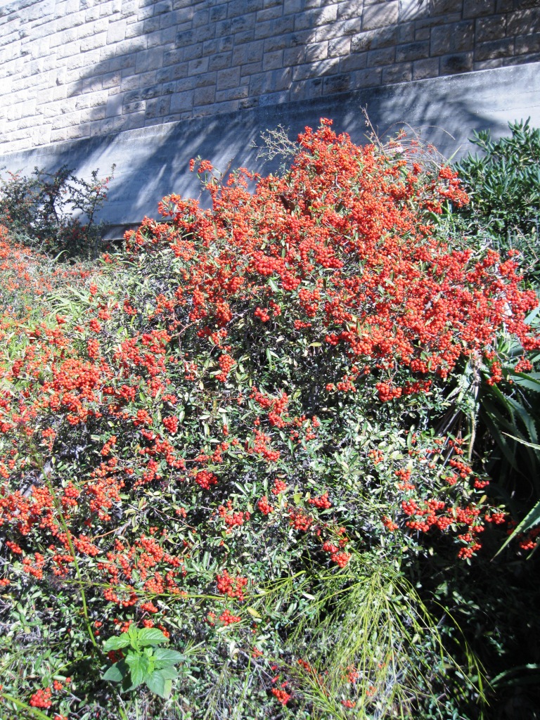 Image of Pyracantha coccinea specimen.