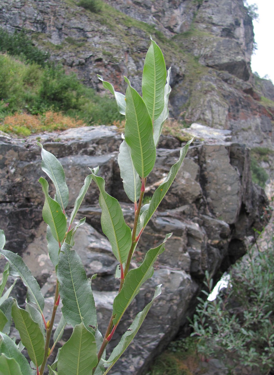 Image of Salix pantosericea specimen.