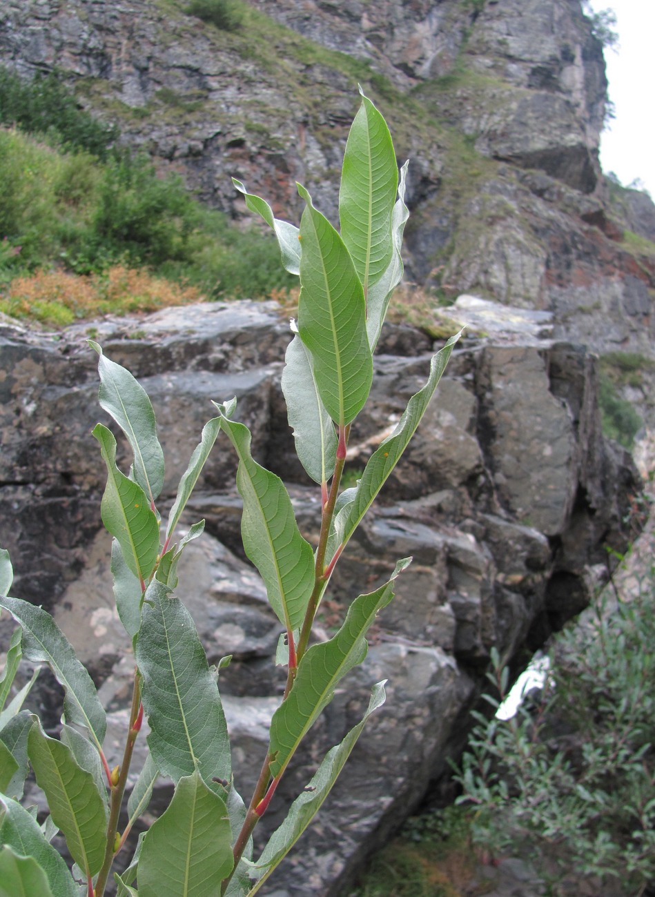 Изображение особи Salix pantosericea.