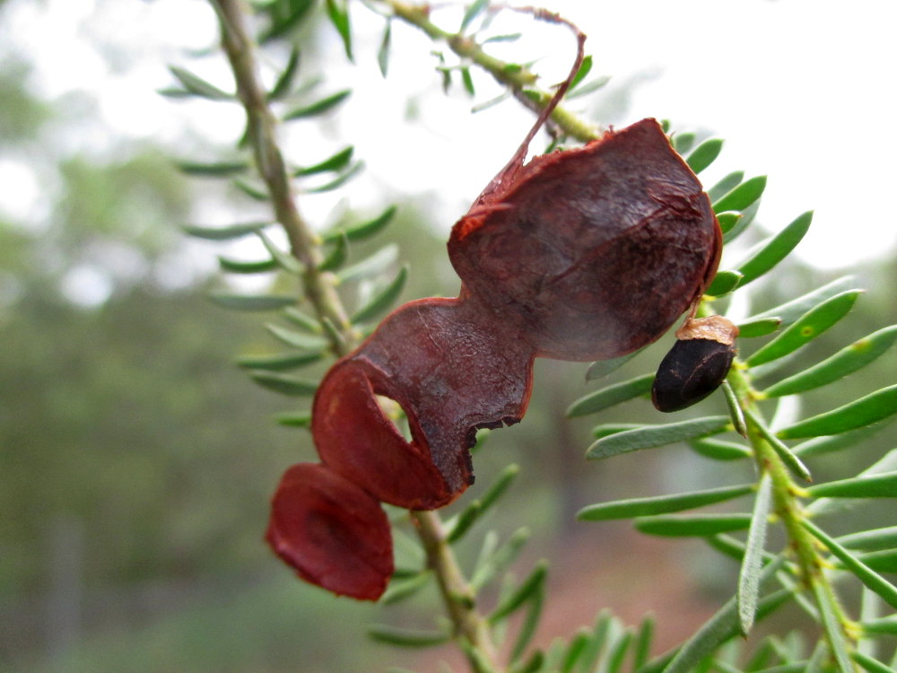 Image of Acacia conferta specimen.