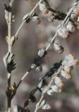 Artemisia frigida