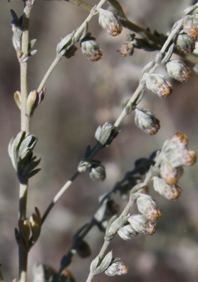 Image of Artemisia frigida specimen.