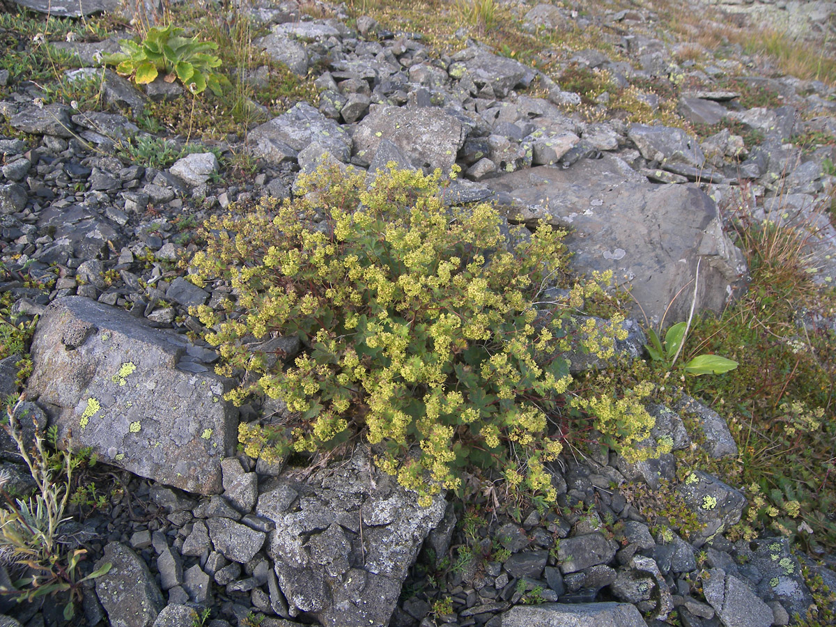 Изображение особи Alchemilla retinervis.
