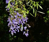 Bolusanthus speciosus