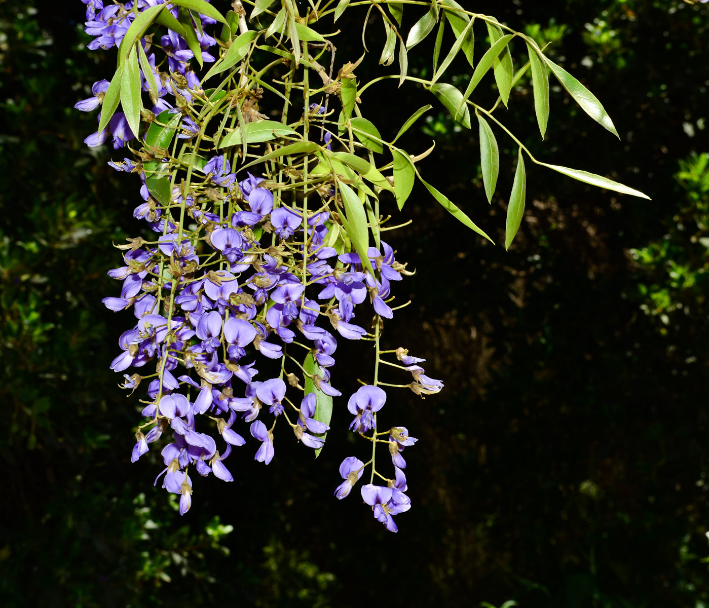 Изображение особи Bolusanthus speciosus.