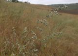 Artemisia marschalliana