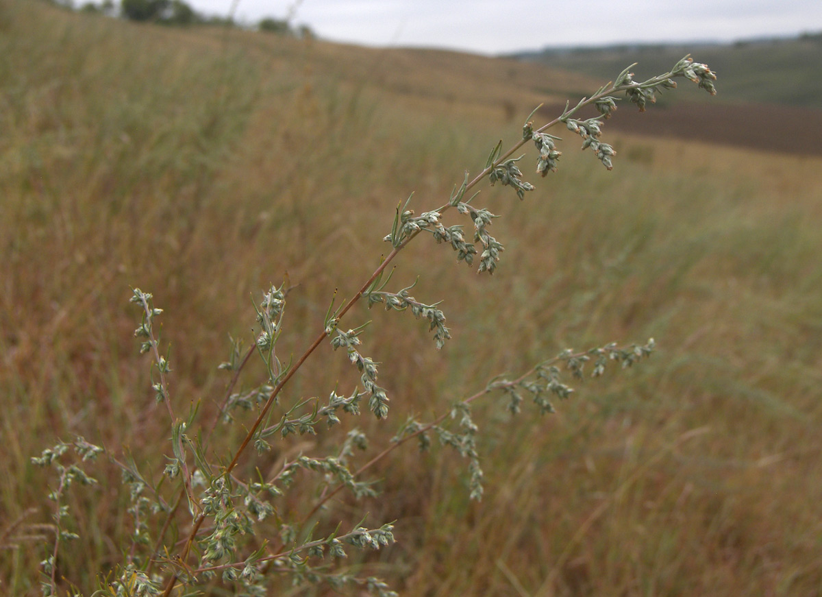 Image of Artemisia marschalliana specimen.