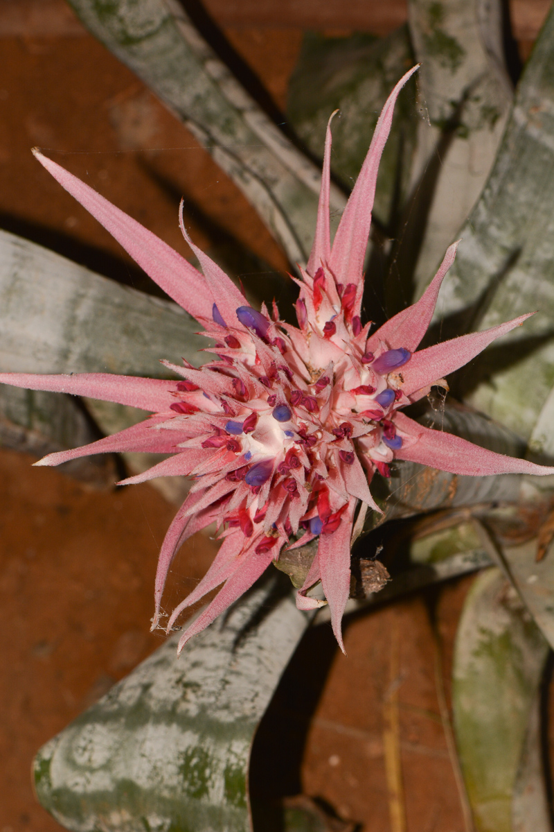 Изображение особи Aechmea fasciata.