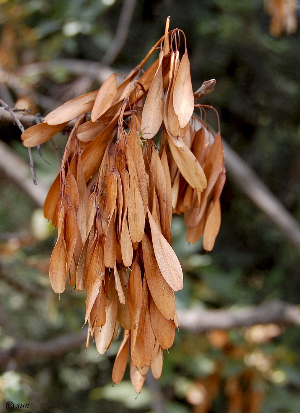 Изображение особи род Fraxinus.