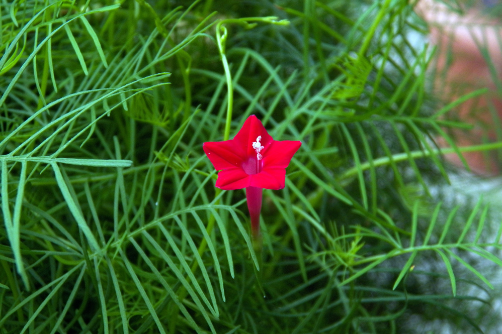 Image of Ipomoea quamoclit specimen.