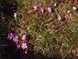 Claytonia acutifolia