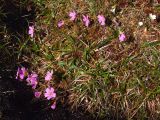 Claytonia acutifolia. Цветущее растение на сфагнуме. Магаданская обл., окр. г. Магадан, п-ов Старицкого, сырая кустарничковая тундра. 10.07.2012.