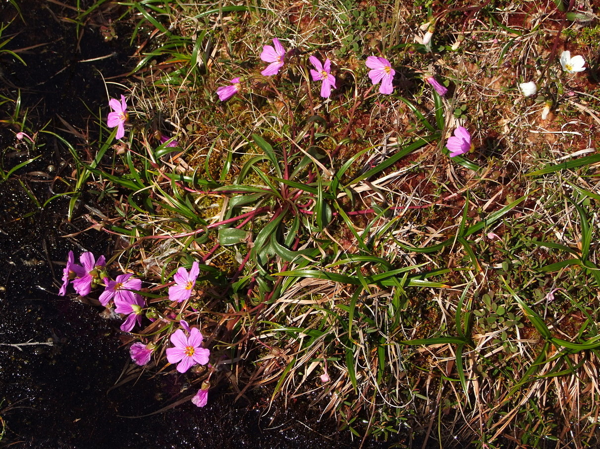 Изображение особи Claytonia acutifolia.