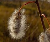 Salix pentandra