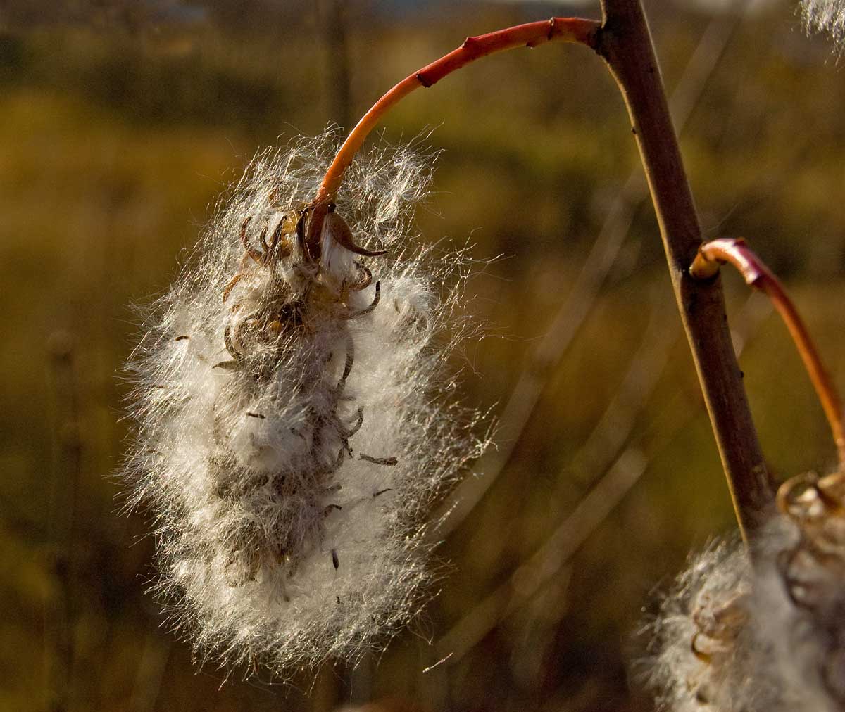 Image of Salix pentandra specimen.