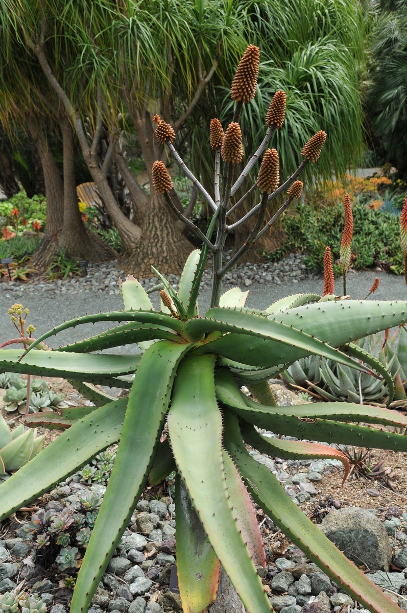 Изображение особи Aloe excelsa.