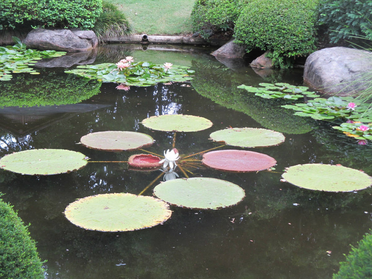 Image of Victoria amazonica specimen.