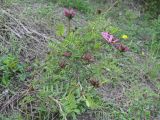 Astragalus cornutus