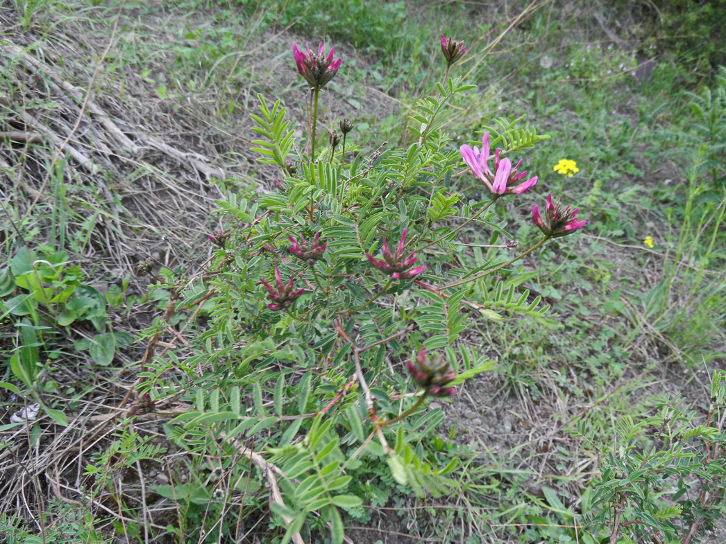 Изображение особи Astragalus cornutus.