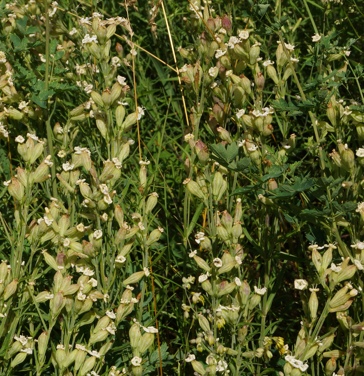 Image of Silene amoena specimen.