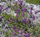 Vicia sosnowskyi. Цветущее растение (Vicia caucasica Ekvtim.). Кабардино-Балкария, южный склон Эльбруса, дорога на Терскольскую обсерваторию, ≈ 2630 м н.у.м. 10.07.2008.