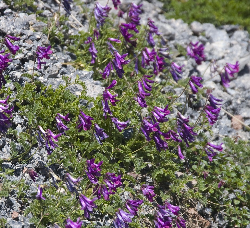 Image of Vicia sosnowskyi specimen.