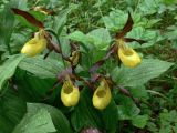 Cypripedium calceolus. Верхушки цветущих растений. Свердловская обл., окр. г. Североуральск, сосново-еловый лес. 25.06.2017.