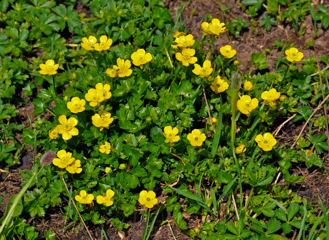 Изображение особи Ranunculus brachylobus.