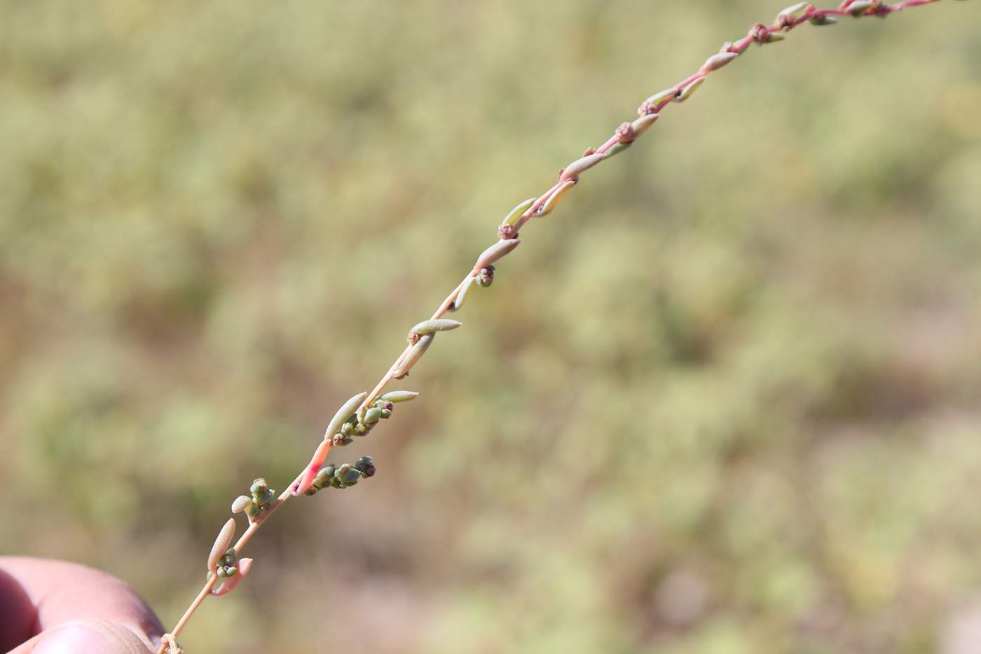 Изображение особи семейство Chenopodiaceae.