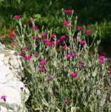 Lychnis coronaria