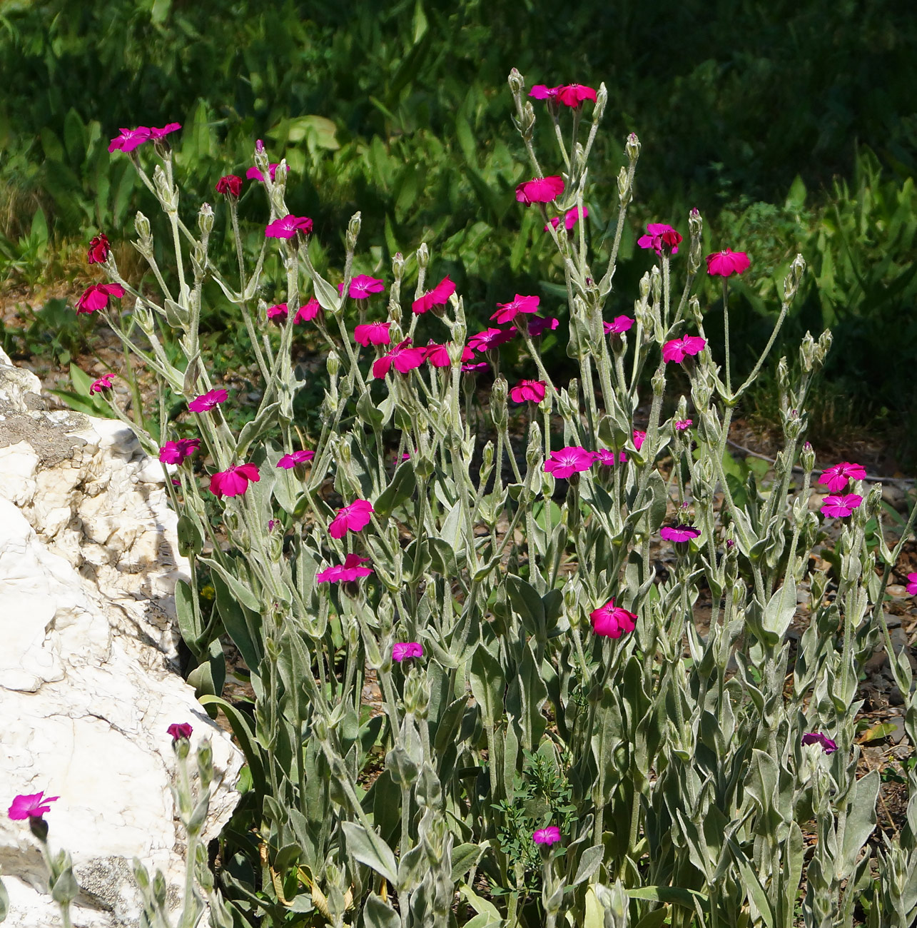 Image of Lychnis coronaria specimen.