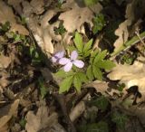 Cardamine quinquefolia. Цветущее растение. Крым, Бахчисарайский р-н, дубовый лес по дороге к Сюйреньской крепости. 07.05.2009.